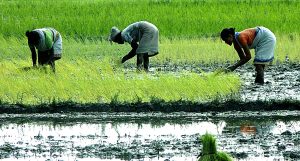 Planting rice seedlings, the mainstay of Bodo agriculture