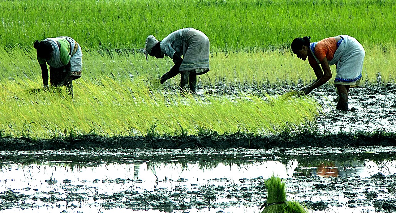 Planting rice seedlings, the mainstay of Bodo agriculture