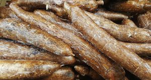 Yuca Cassava