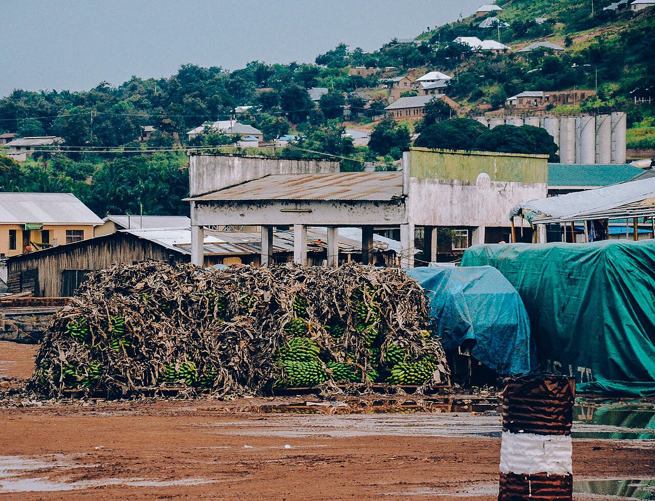 Bananas, the staple crop and the base of Chagga cooking and beer.