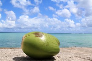 Coconut Guam