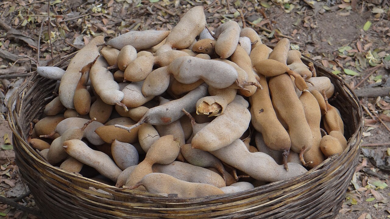 Tamarind and other forest produce, gathered by the Chenchu