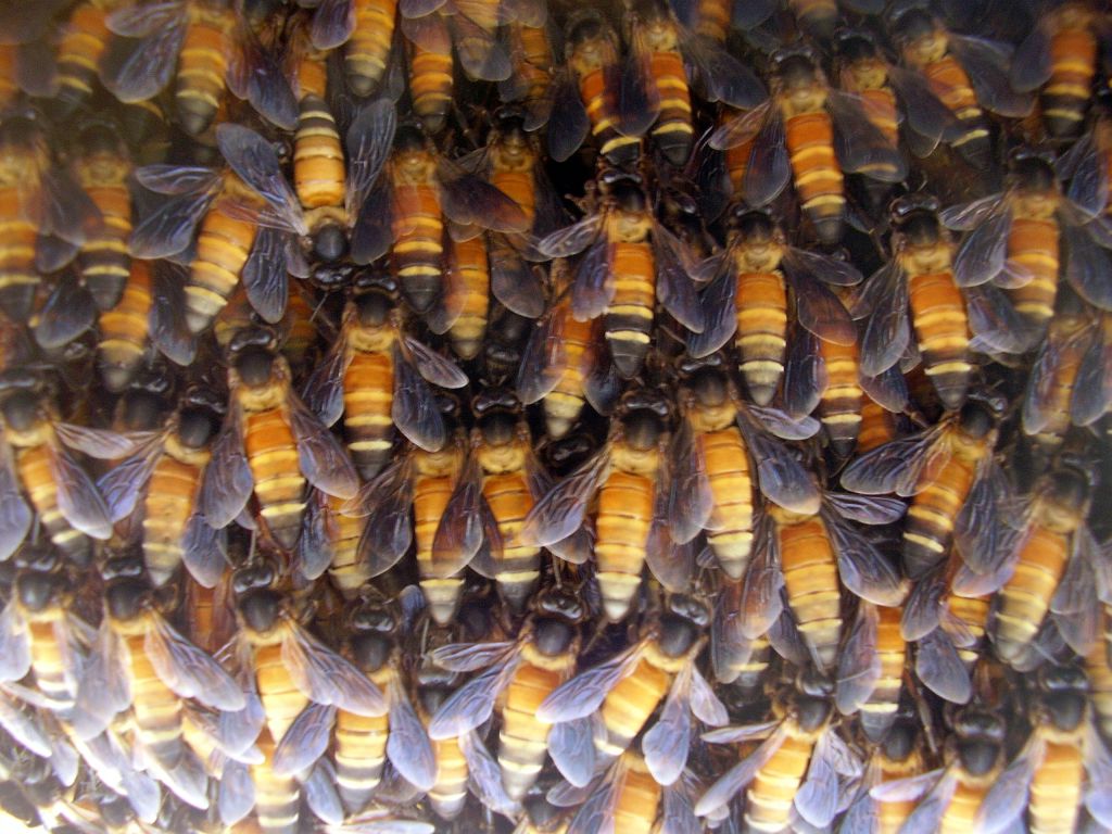 A rock-bee hive; honey-gathering is central to Chenchu forest life