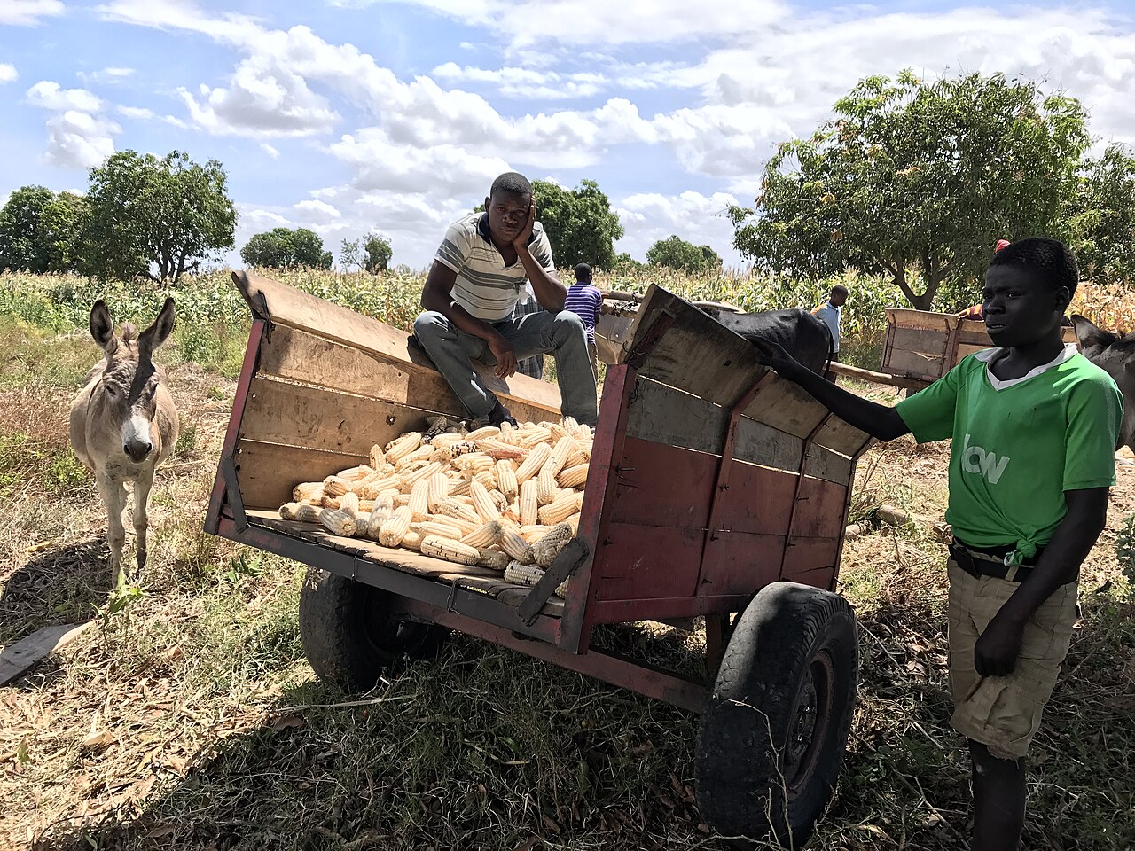 Harvesting in Malawi; the Chewa are farmers, above all of maize.