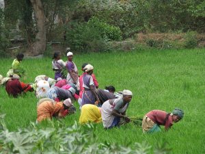 Rice harvest in the paddy fields, Chhattisgarh being a rice bowl of India