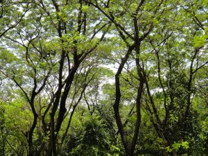 Forest Trees