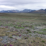 The Arctic tundra of Chukotka in Russias far north-east