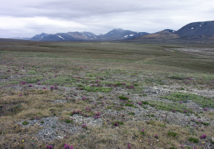 The Arctic tundra of Chukotka in Russias far north-east