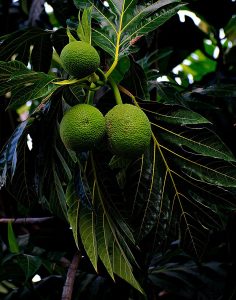 Breadfruit Fruit