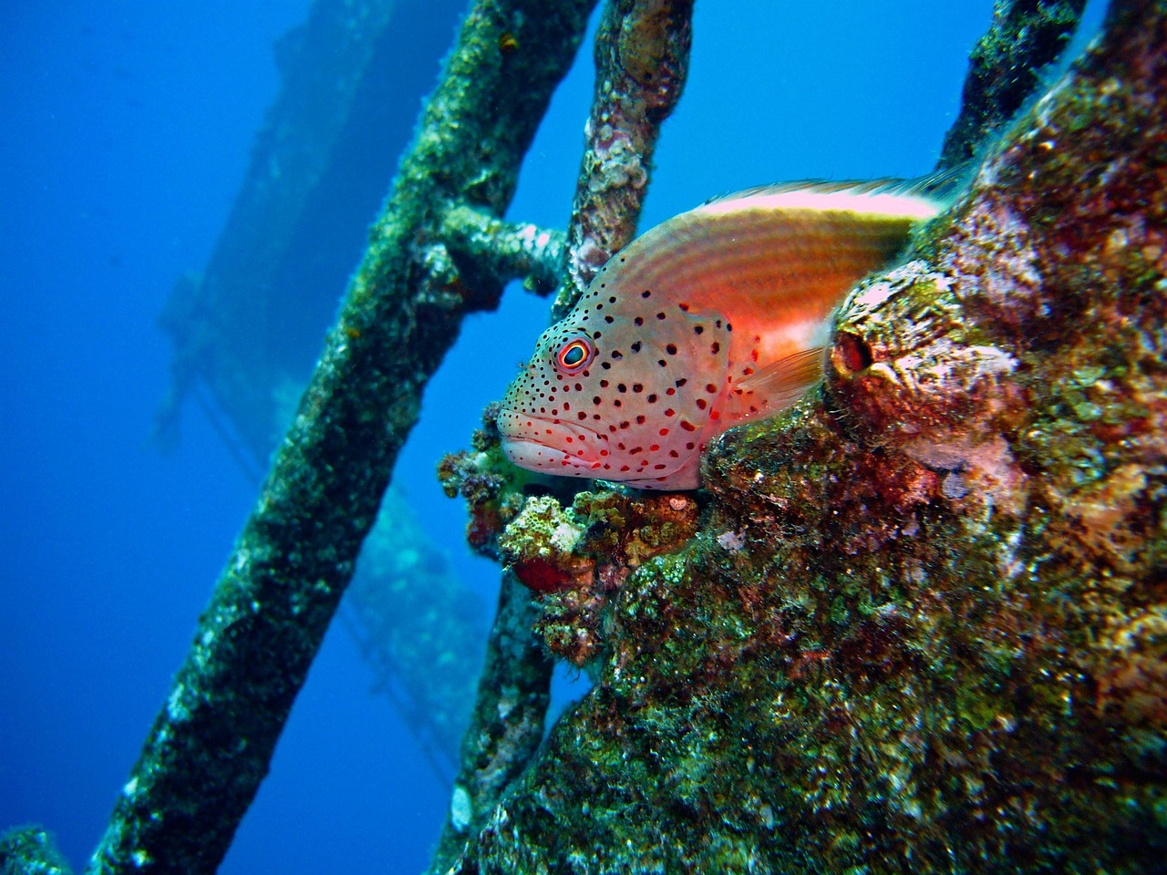 Dive Underwater