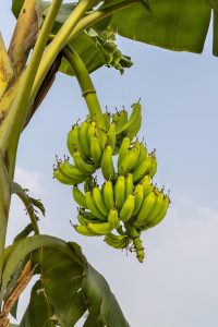 Plantains