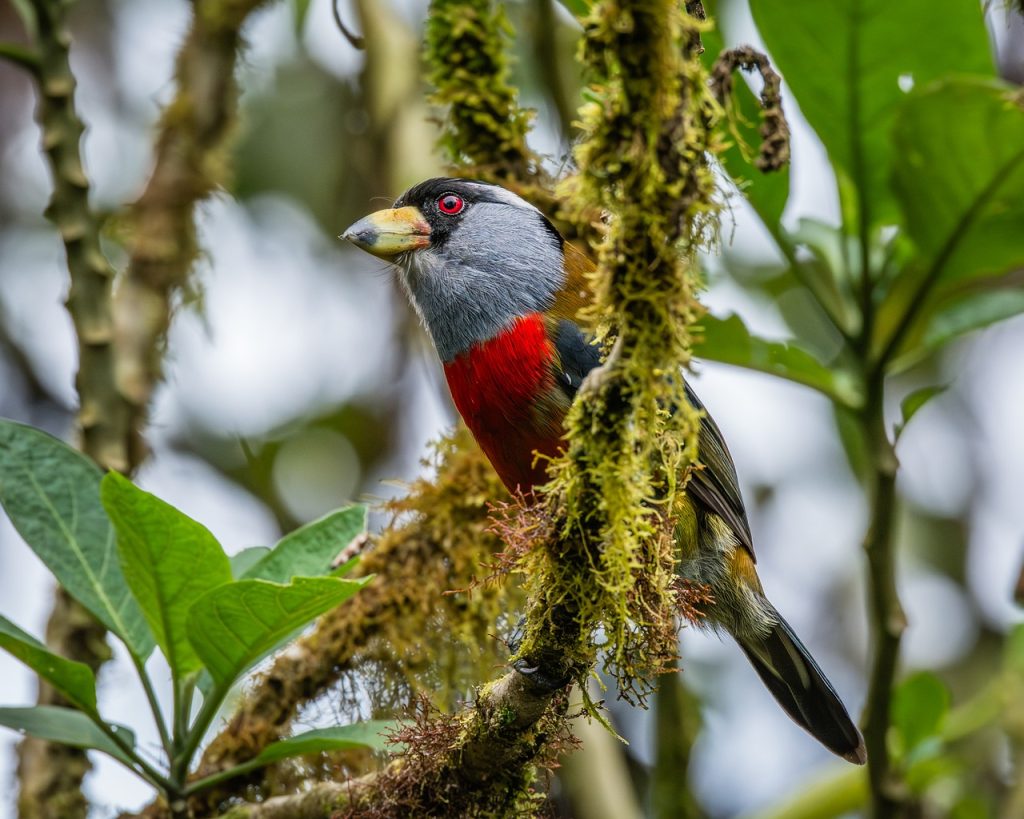 Ecuador cloud forest