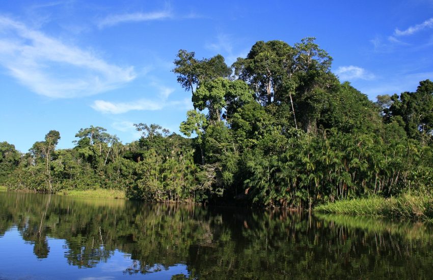 Ecuadorian jungle