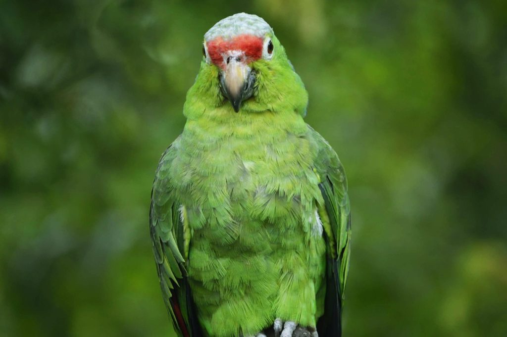 Parrot