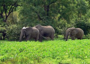 The savanna landscape of northern Ghana, the Dagomba homeland.