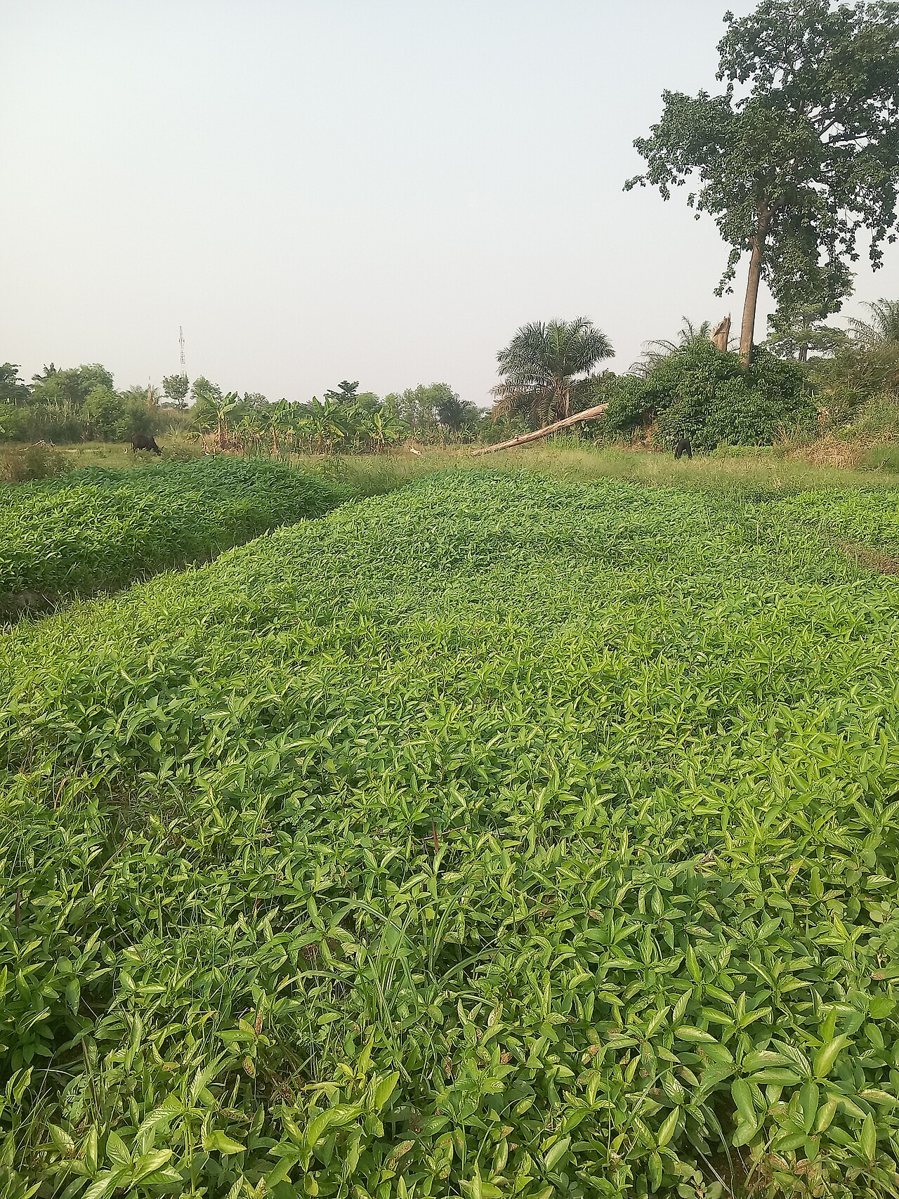 A farm in northern Ghana; the Dagomba grow yams, millet and other crops.