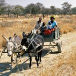 Damara people of Namibia, one of the country's oldest inhabitants.