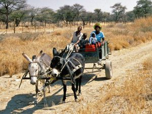 Damara people of Namibia, one of the country's oldest inhabitants.