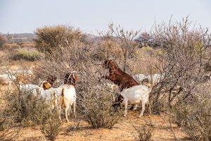 Goats browsing in Namibia; the Damara are herders of goats and cattle.