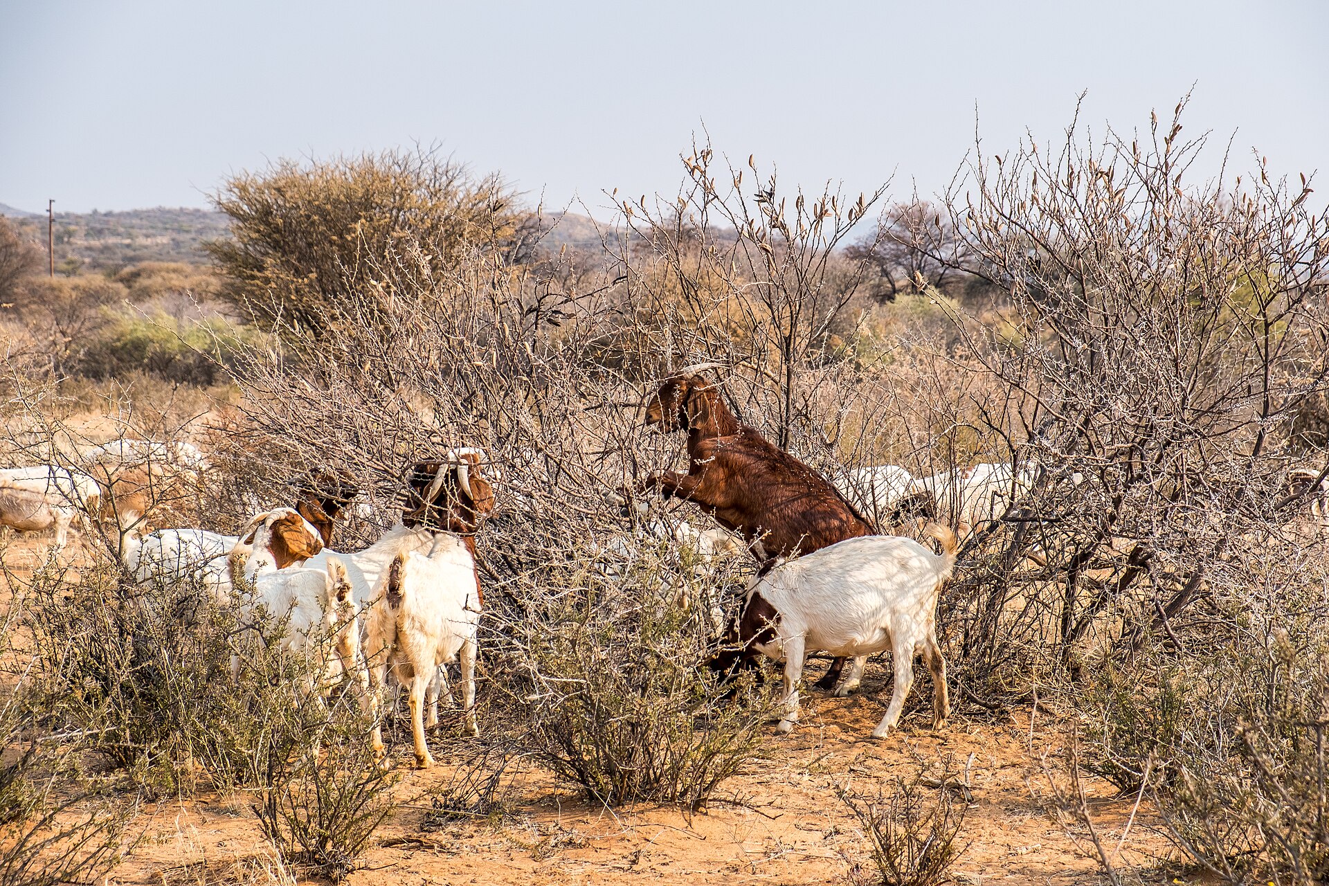 Goats browsing in Namibia; the Damara are herders of goats and cattle.