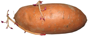 Sweet Potato Staple Crop