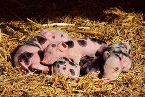 Pigs Central to Highland Life