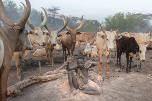 A Dinka cattle camp in South Sudan, the heart of the people's life
