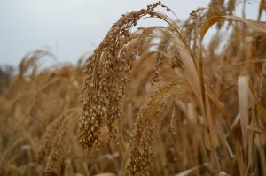 Millet Field