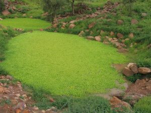 African Landscape Today
