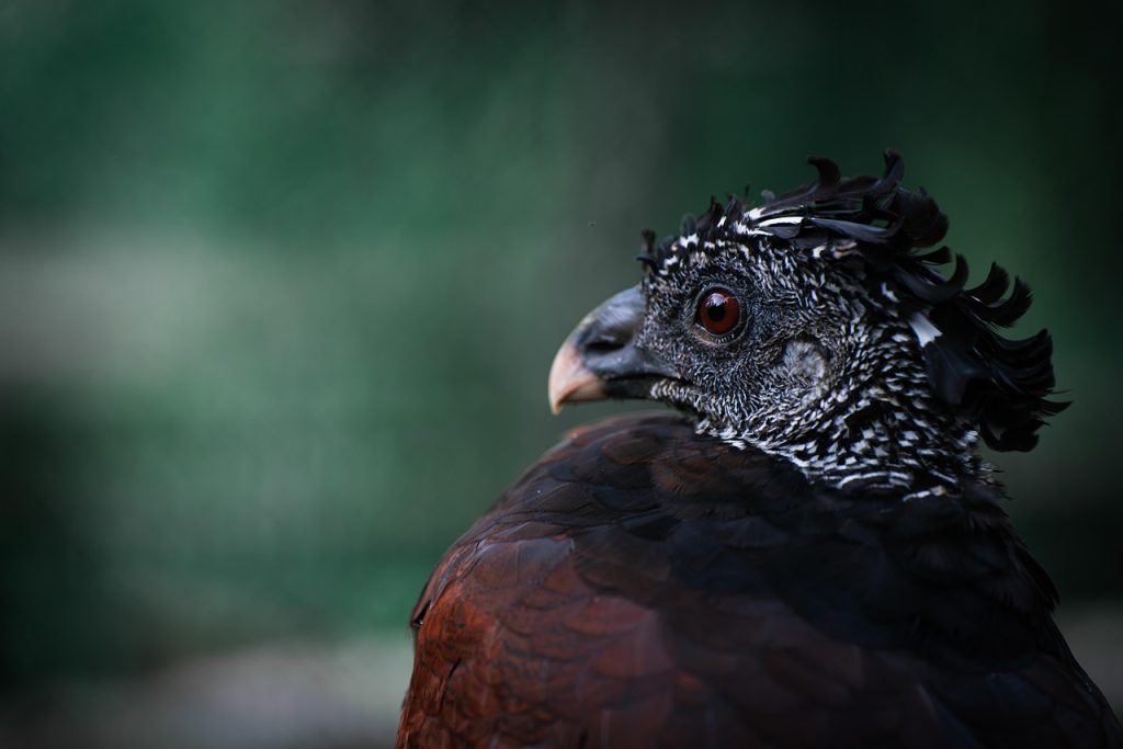 Rainforest bird