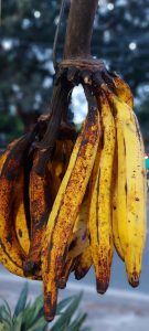 Tropical fruit and plantains