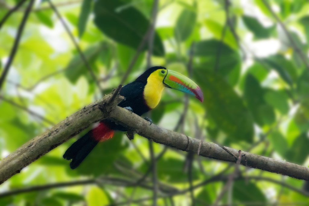 Tropical nature of Panama