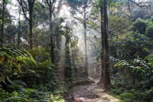 Path through the rainforest