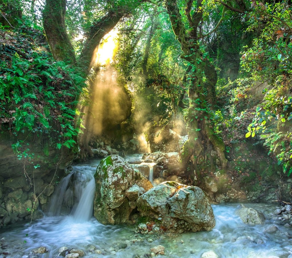 Dense rainforest of the Darien