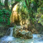 Dense rainforest of the Darien
