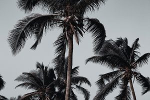 Palm-fringed coast