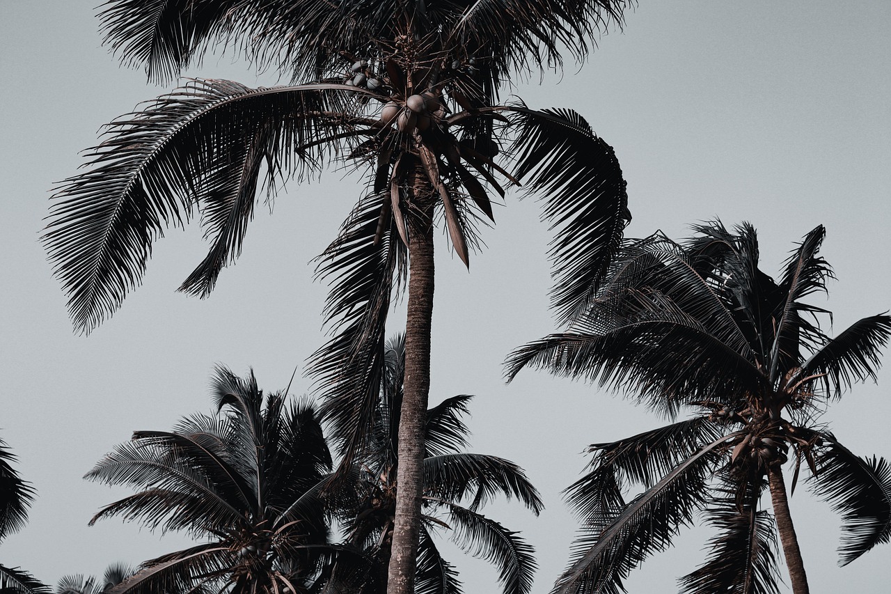 Palm-fringed coast