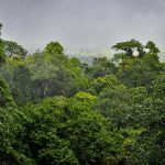 Equatorial rainforest