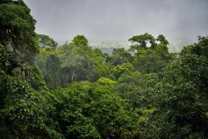 Equatorial rainforest