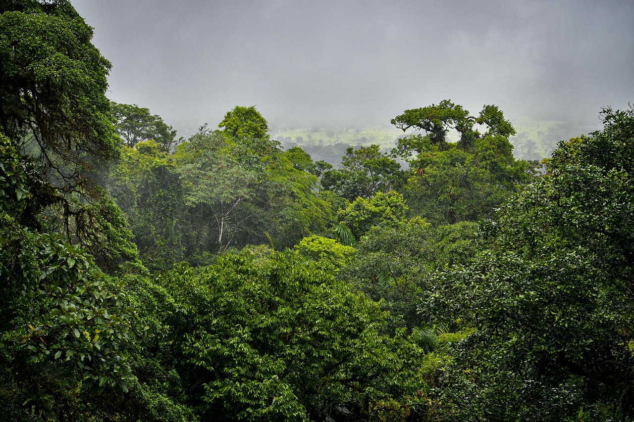 Equatorial rainforest