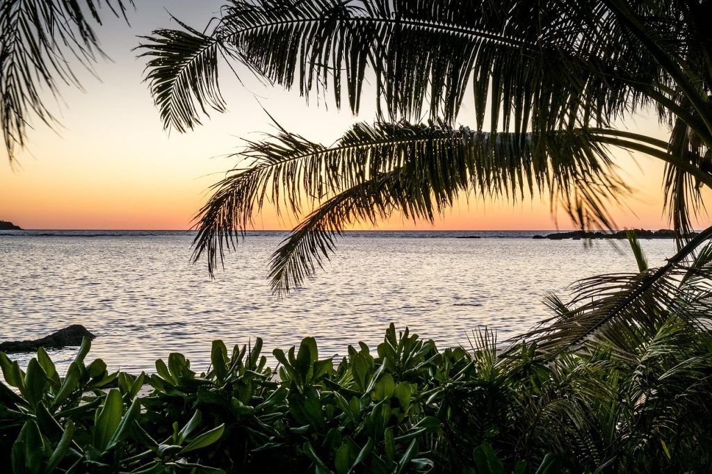 Coconut Palms and Island Food