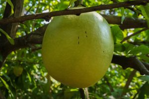 Calabash
