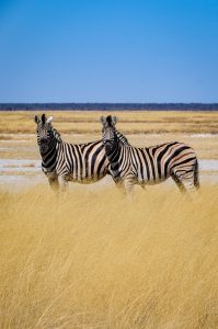 Savanna Grassland