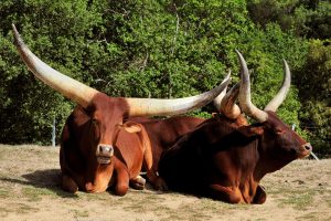 Red Fulani Cattle