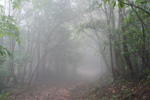 The misty forests of the Nokrek hills in the Garo country