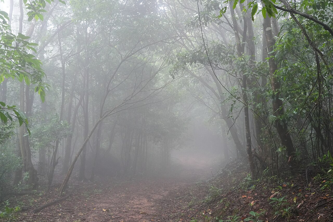 The misty forests of the Nokrek hills in the Garo country