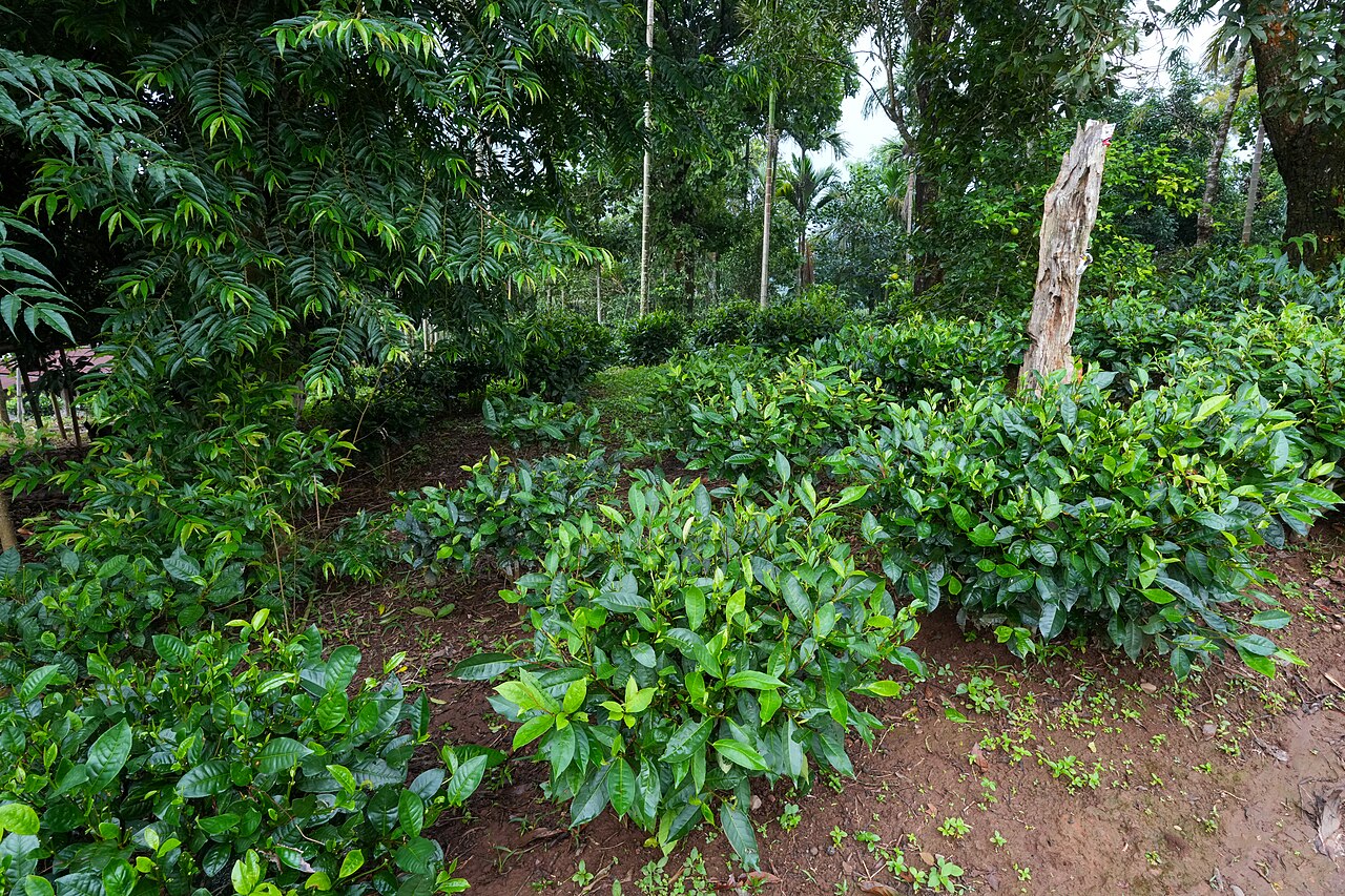 The Garo Hills of western Meghalaya, homeland of the Garo people