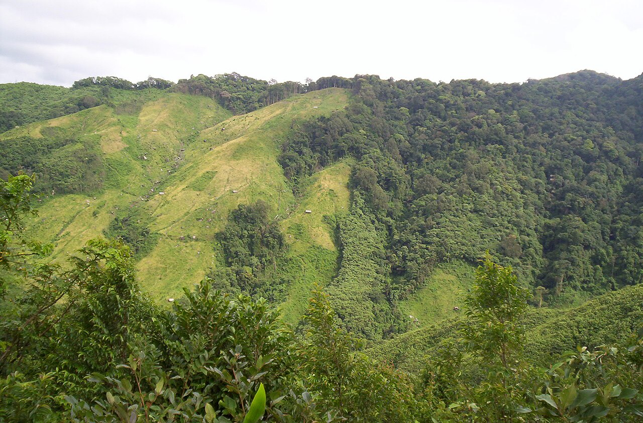 Jhum shifting cultivation in the Nokrek hills of the Garo