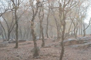 The forested hills of central India, homeland of the Gond