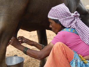 Milking a buffalo; dairy is central to the Gujjar economy and diet